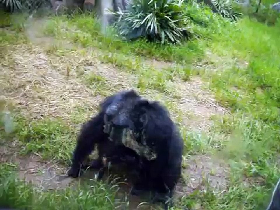 Crazy chimp