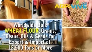 Shop Wholesale Bulk USA Wheat Flour, USA Wheat Flour Import, USA Wheat Flour, USA Bulk, USA Bulk Wheat Flour Seed Bulk,