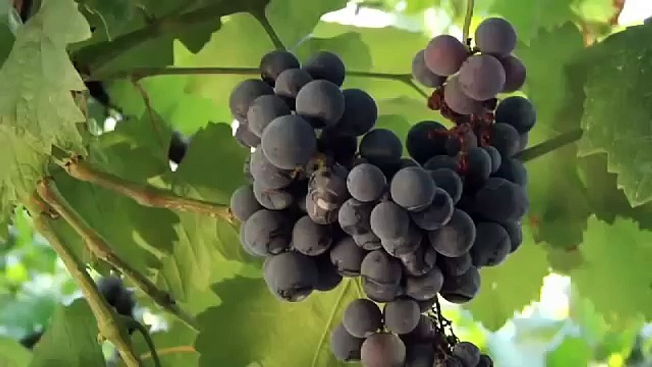 Eliza Dushku's "Dear Albania"