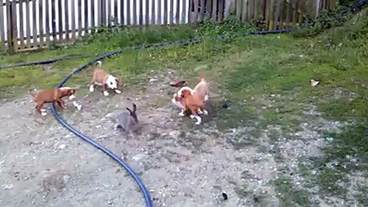 Tavşan Kaç tazı tut olayının yavru tazılar versiyonu