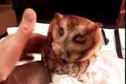 Screech Owl 