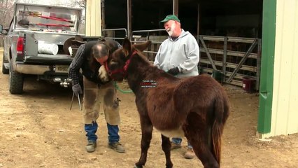 Trimming a Donkey's feet ! Completely separate from a Horses Hoof ! stall13.com videos ..