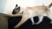 Сиамский кот на беговой дорожке | Siamese Cat Running on a Treadmill | Chat siamois sur un tapis roulant