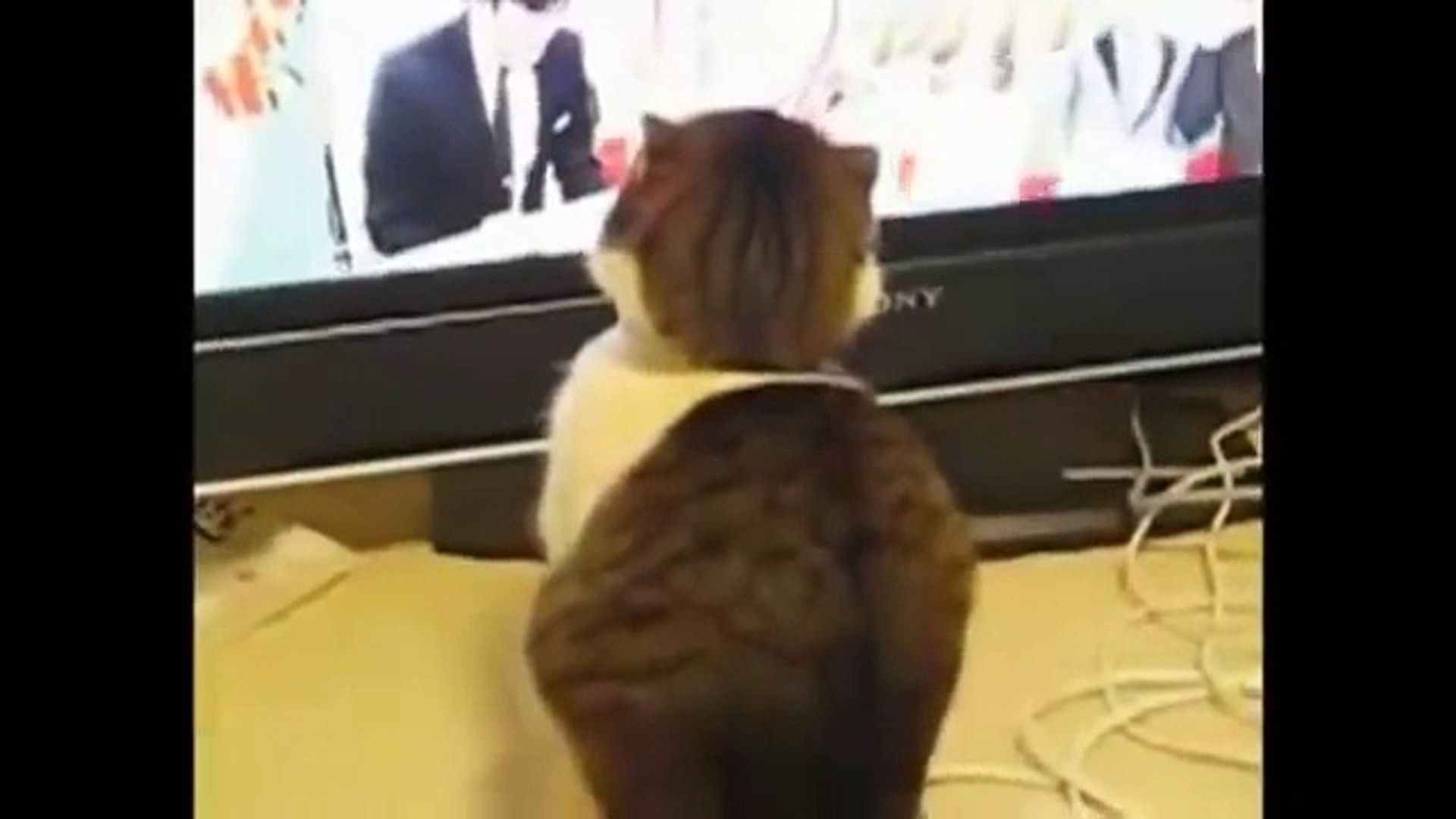 ⁣funny cats,funny cat videos,funny animals,funny video,cats funny,funny videos,funny cat