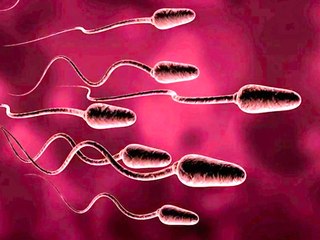 Dude, Your Biological Clock is Ticking