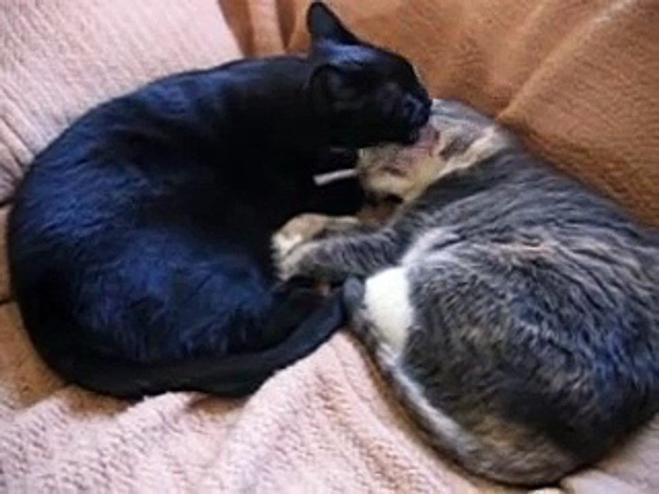 Brother and Sister Cat Bath