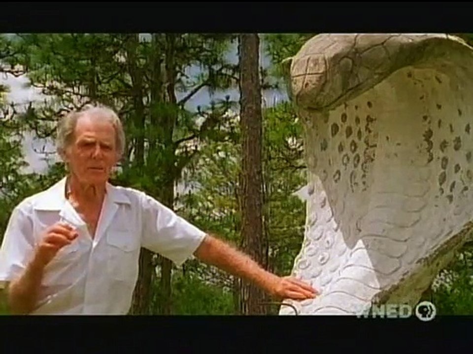 The Reptiles - Snakes Nature