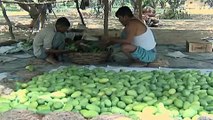 Climate Change Threatens India's Billion-Dollar Mango Industry