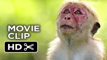 Monkey Kingdom Movie CLIP - His Name Is Kumar (2015) - Disneynature Documentary _HD