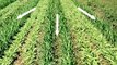 Organic High Residue Reduced-Till Cover Cropping 3: Weed Em and Reap