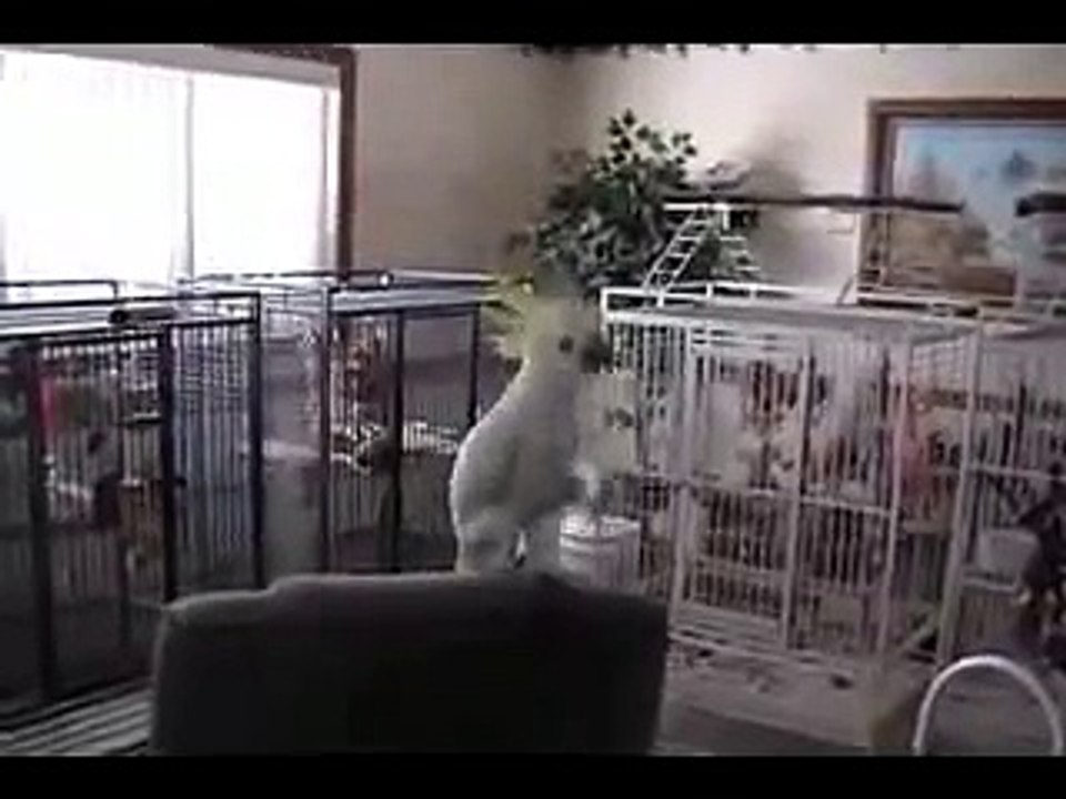 Snowball Dancing "Another One Bites The Dust"