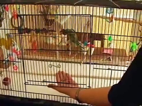 Caring for Parakeets : Taming a Parakeet
