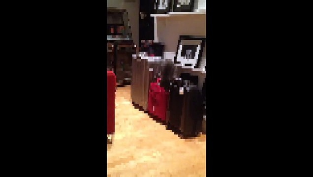 Ce Chat trop Curieux se fait Punir par le Destin