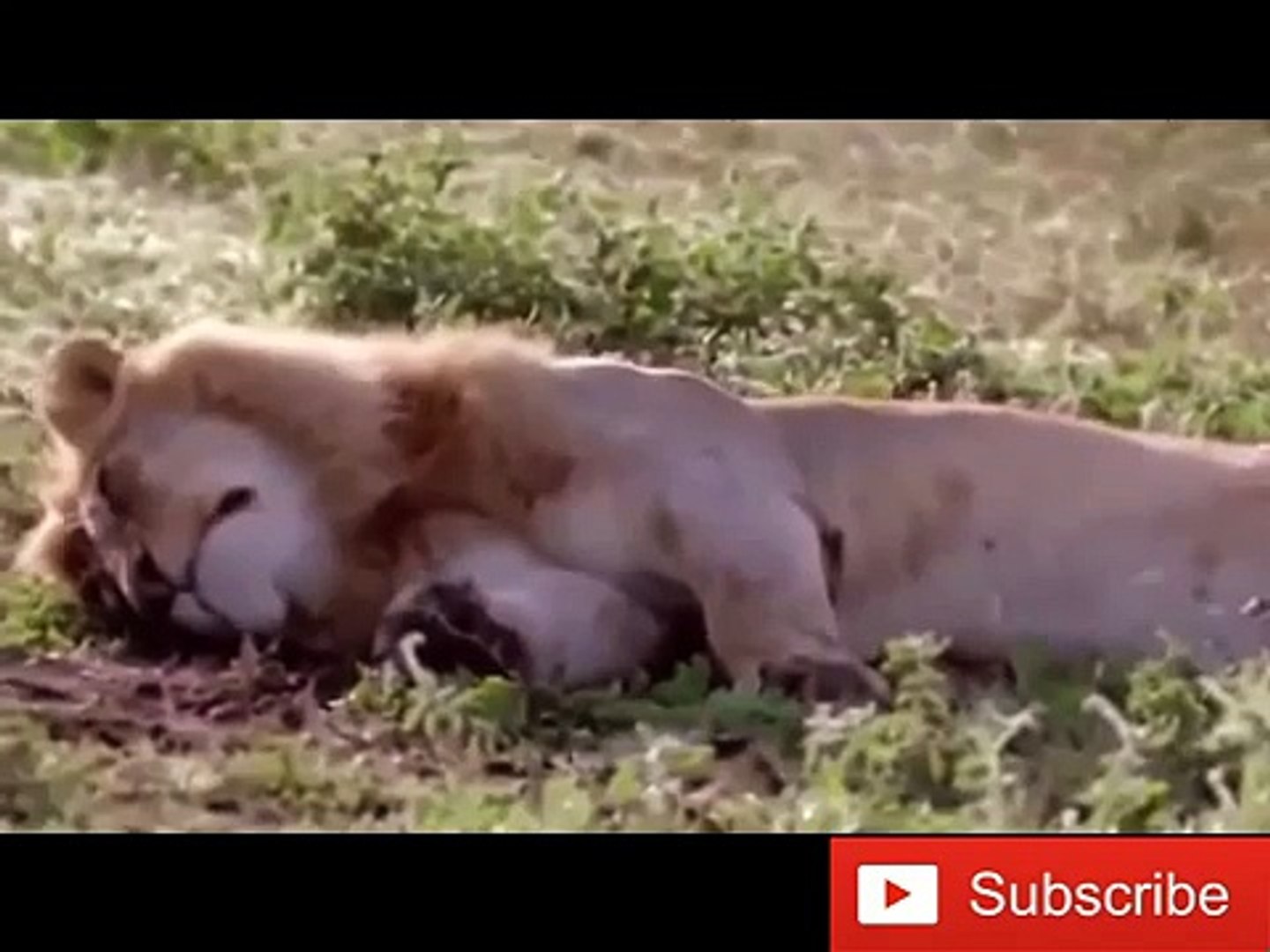 African Animals HD 5 African Lion Lion Attacks lion battle - video  Dailymotion