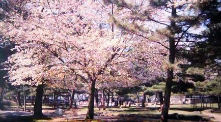 「JAPAN IN COLOUR」【3/4】外国人カメラマンが見た戦前の日本