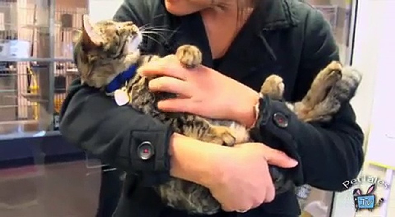 Encourage Cat Vet Visits