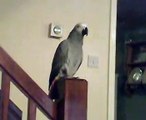 talking African Grey Parrot - Casper