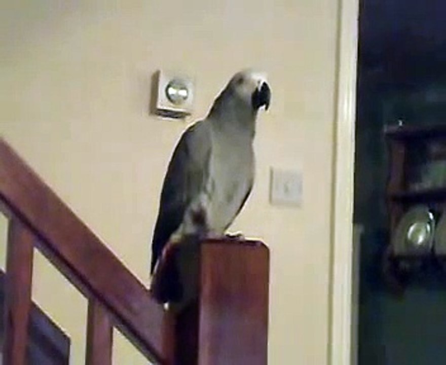 talking African Grey Parrot - Casper