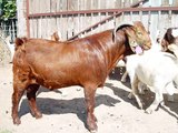 BOER AND DAIRY GOATS AND DORPER&VAN ROOY SHEEP PAKISTAN & UAE 0006