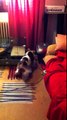 Huron y Fox Terrier. Su primer contacto y presentaciones
