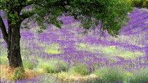 The Landscapes of Provence - Les Paysages de Provence