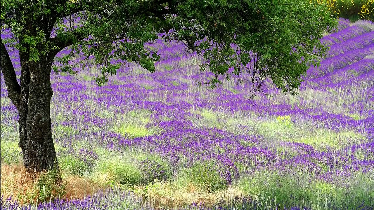 The Landscapes of Provence - Les Paysages de Provence