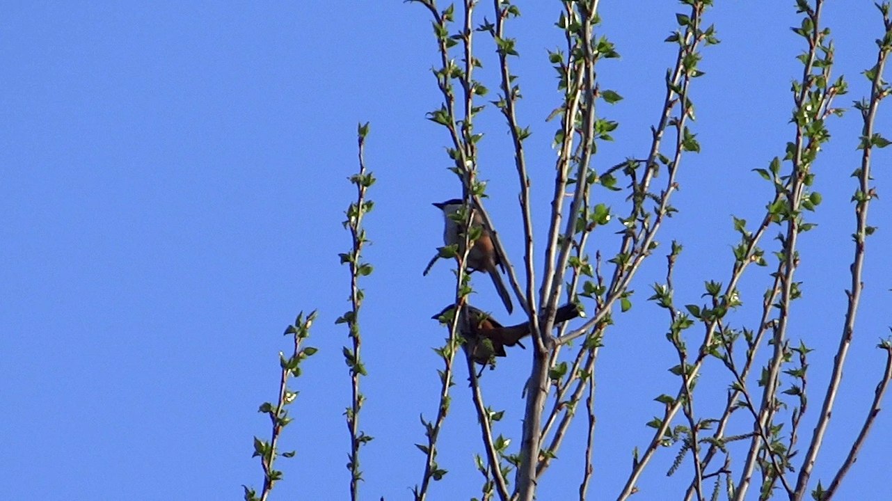 Pair of birds in Neelum valley Kutton 12 April 2015 6:33 am in the morning