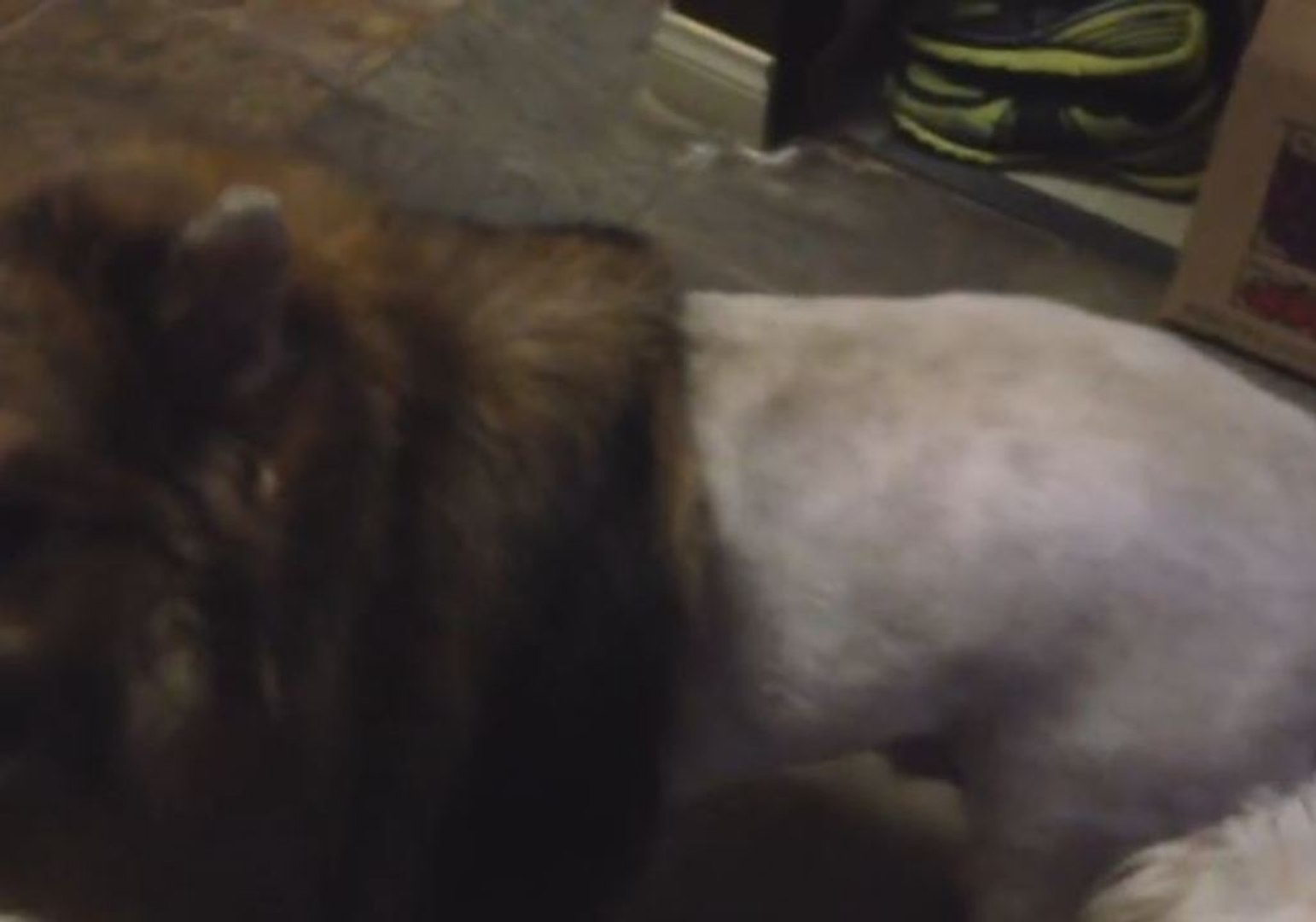 ⁣Dog Comes Back From the Groomer With a Lion Mane