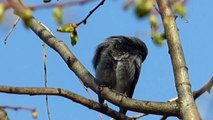 Ptice Hrvatske - Mrka crvenrepka, mužjak (Phoenicurus ochruros) (Black Redstart, male) (1/1)