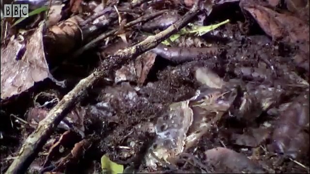 Grasshoppers vs. Driver Ants - Ant Attack - BBC Earth