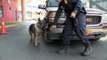 U.S. Customs and Border Protection K-9 (Search dog) teams in action
