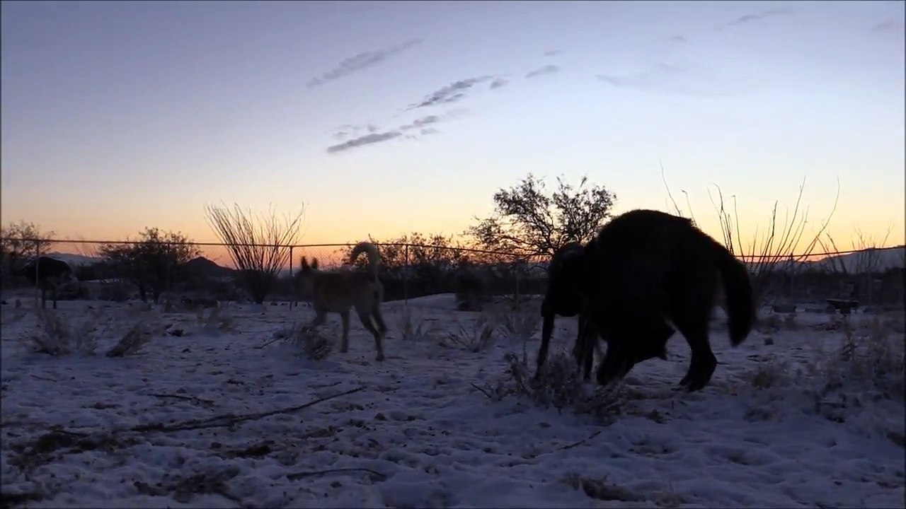 Doberman vs. Wolf