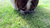 #36 My Bulldog sniffing, rolling, grass eating