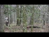 Ultimate Hog Hunting!  Wild Hog Hunting!  Wild Boar Hunting!  Hog Hunting