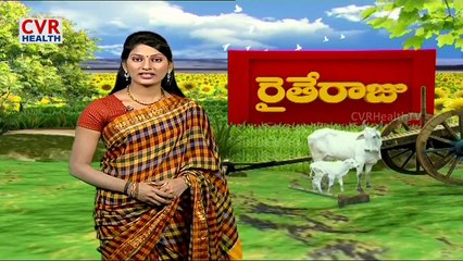 Techniques for country hens farming | Raithe Raju | CVR Health