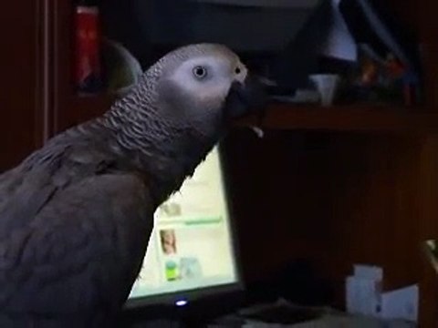Perroquet gris du gabon parle