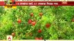 1 crore from Pomegranate Farming