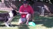 Dog Training Tips - Learning to play frisbee, or Disc Dog, with Maxx the border collie