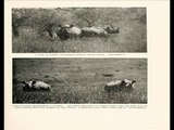 Rare 1909 African Wildlife Photographs