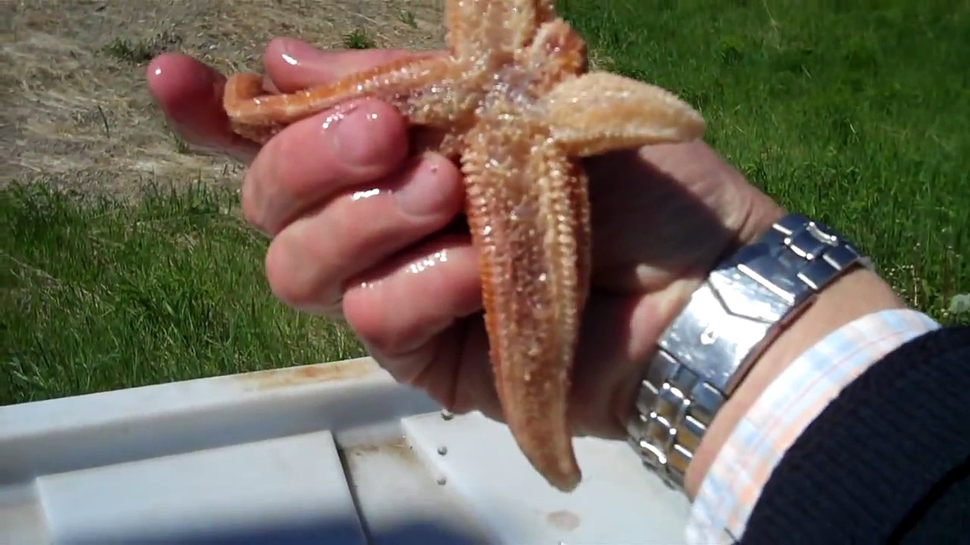 Starfish (Seastars) Regenerating their Arms with Tidepool Tim of Gulf of Maine Biological Supply