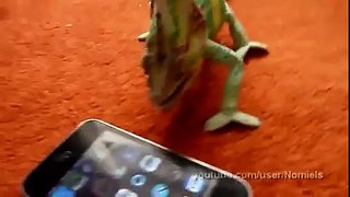 Chameleon was frightened by iphone (what he saw) - Best TimePass