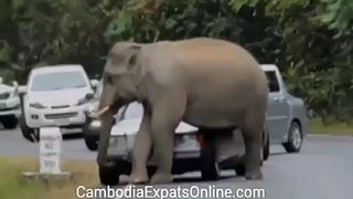 Elephant Attacks Car in Thailand NationalPark - Best TimePass