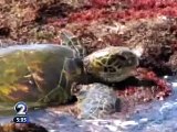 Green Sea Turtle Mourns at Memorial of Fellow Turtle