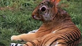 Funny Animals Must Watch - Best TimePass