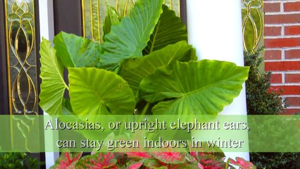 How to Plant Elephant Ear Bulbs