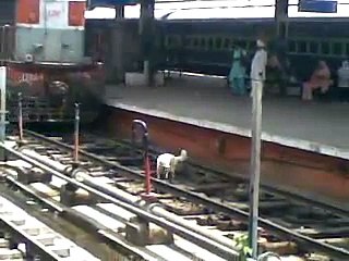 Dog bacame alive under the train .