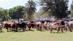 Nguni Cattle Drive - South African Cattle Ranch - Canon EOS 70D