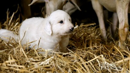 Le Plus Beau Pays du Monde 2 - La nouvelle famille du petit patou