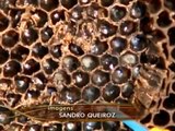 Globo Rural - Saiba como produzir suas próprias abelhas rainhas.mp4