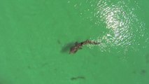 Un requin pèlerin très près des baigneurs